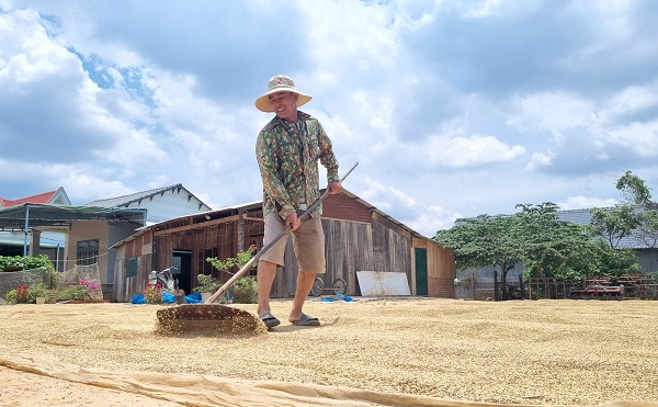 Lúa được mùa, được giá, nông dân Đắk Lắk phấn khởi đón “mùa vàng” (16/05/2024)